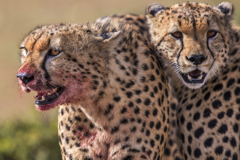two leopards next to each other and one's face is covered in blood